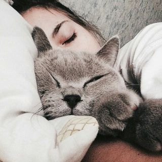Спящий котик