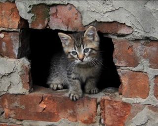 Бездомные коты