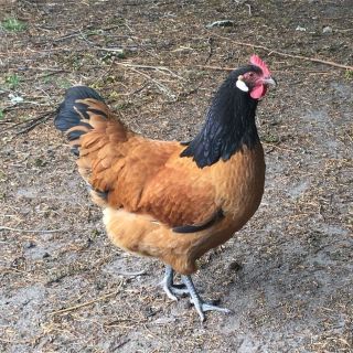 Куры форверк