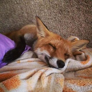 Потрепанная лиса