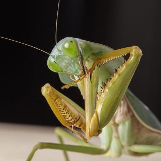 Богомол крымский