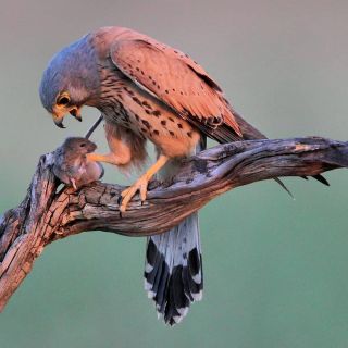 Птенец копчика