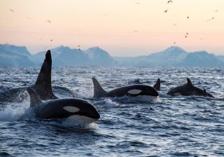 Касатка птица