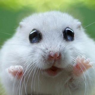 Дундук животное