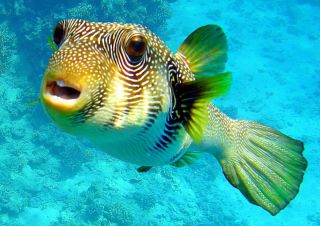 Тропические рыбы