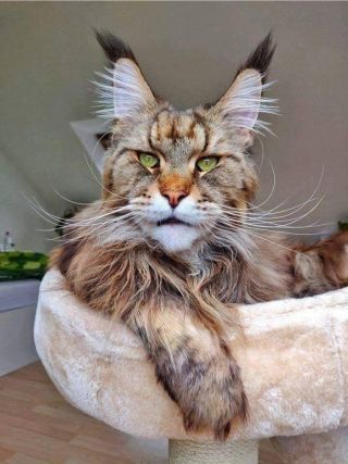 Лысый мейн кун