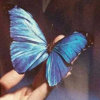 Красный мотылек