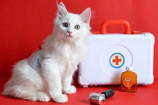 Кот медик