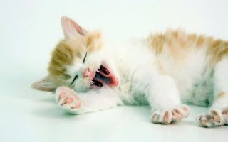 Кошка катя