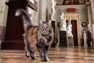 Коты эрмитажа