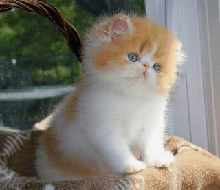 Кот экзот черный