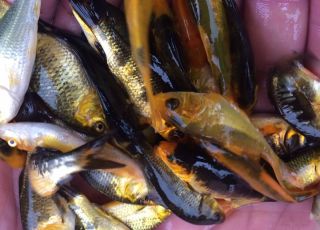 Малек карпа