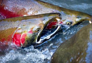 Нерест лосося