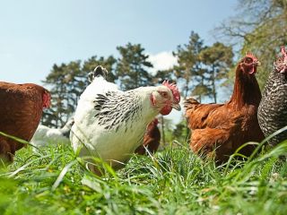 Курица рябая