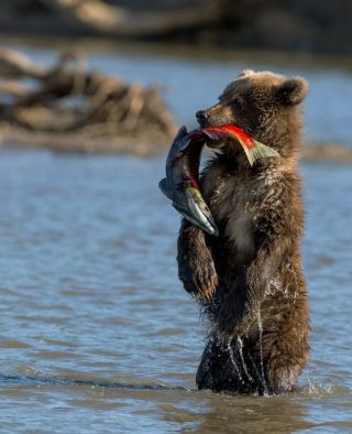 Камчатка рыба