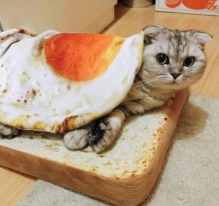 Кот в сметане