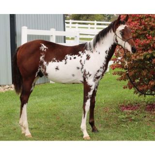 Масти лошадей