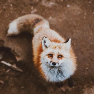 Корейская лиса