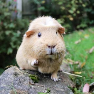 Дачный хомяк