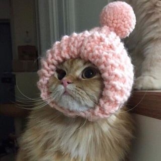 Кот в шапке