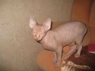 Курдюк у кошки