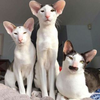 Кот грузин порода