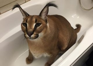 Кот в ванной