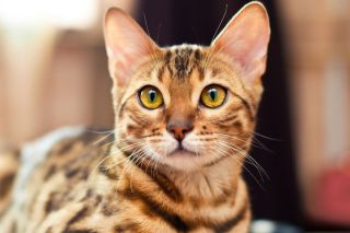 Леопардовый кот