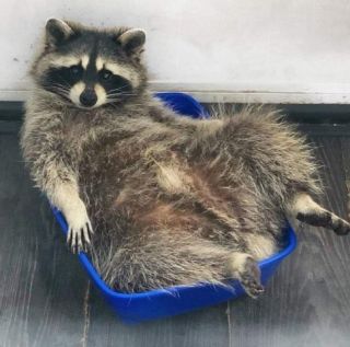 Японский енот