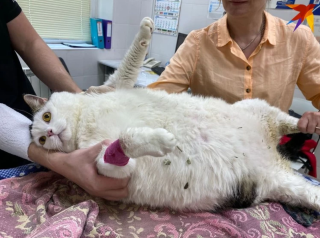 Самый толстый кот
