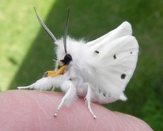 Страшные бабочки