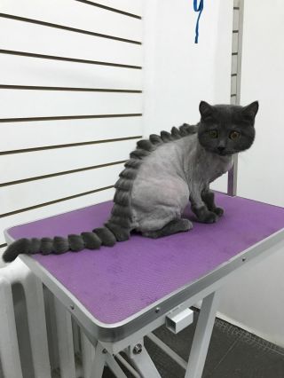 Стрижка котов