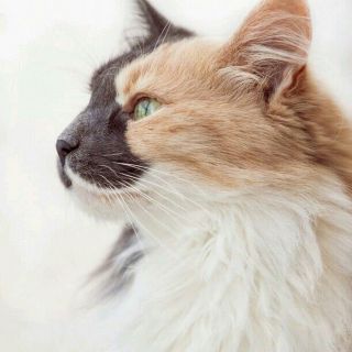 Расцветки котов