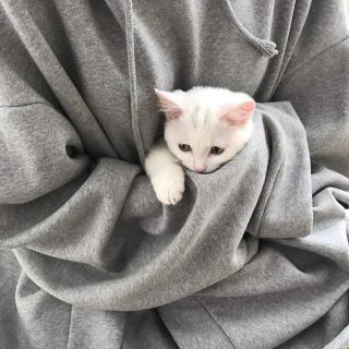 Коты в турции
