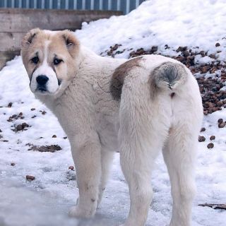 Алабай маленький
