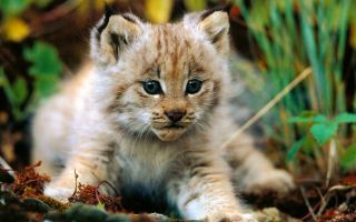 Маленькие животные