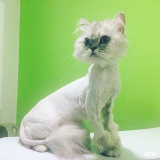 Стрижка кошек