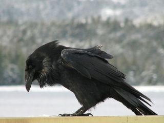 Клюв ворона