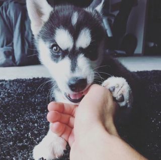 Лысый хаски