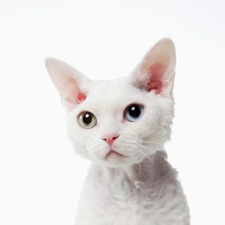 Девон рекс белый