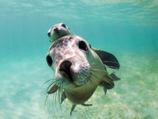 Морской волк рыба