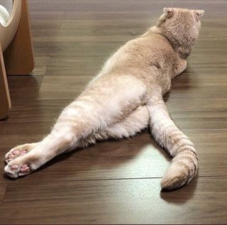 Курдюк у кота