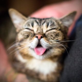 Радостный кот