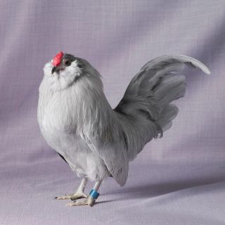 Японские куры