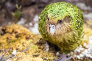 Попугай какапо