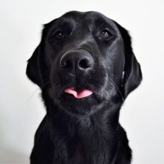 Метис лабрадора