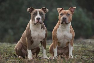 Амстафф белый