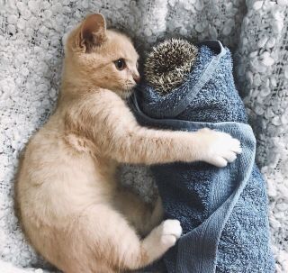 Кот и ежик