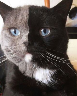 Кошка химера