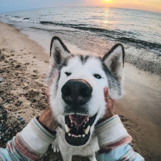 Собака хмонги